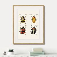 картина: assorted beetles №6, 1735г. в Москве