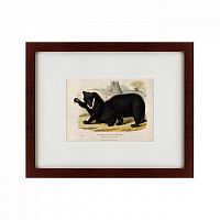 картина: two ursine sloths, or sloth bears, 1830 в Москве
