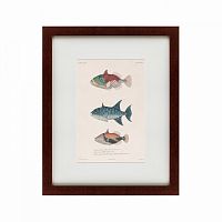 картина: tropical fish, 1830 в Москве