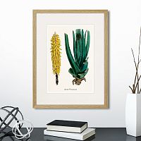 картина: botany illustration №1, 1836г. в Москве