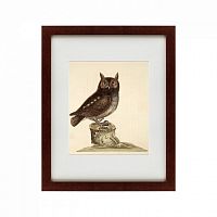 картина: the little owl, 1731 в Москве