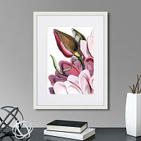 картина: himalaya plants pink-flower on white iv, 1869г. в Москве