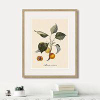 картина: juicy fruit lithography №2, 1870г. в Москве