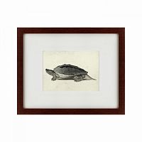 картина: a hand-painted illustration of a burmese roofed turtle, 1873 в Москве