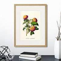 картина: botany illustration №22, 1836г. в Москве