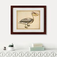 картина: a european pelican, 1635г. в Москве