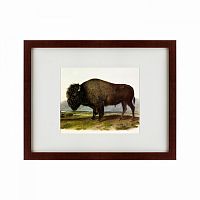 картина: american bison, 1845 в Москве