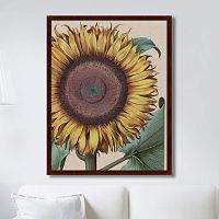 картина: large sunflower (flos solis maior), 1713г. в Москве