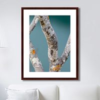 картина: trees on the galapagos islands, ecuador no3 в Москве
