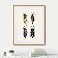 картина: assorted beetles №5, 1735г. в Москве