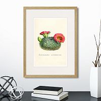 картина: botany illustration №13, 1836г. в Москве