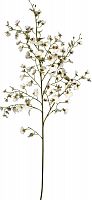 декор oncidium orchid в Москве