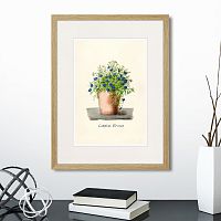 картина: botany illustration №9, 1836г. в Москве