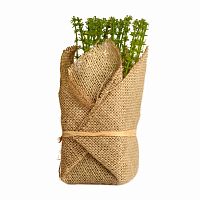 растение декоративное potted herb polini в Москве