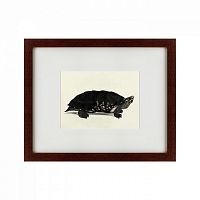 картина: an arakan forest turtle, 1873 в Москве