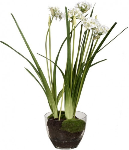 декор allium в Москве