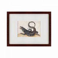 картина: black tegu lizard, 1700 в Москве