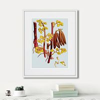 картина: himalaya plants red branch with yellow flowers, 1869г. в Москве