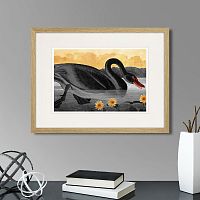 картина: common american swan (black), 1838г. в Москве