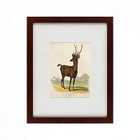 картина: a rusa deer, 1830 в Москве