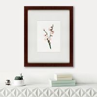 картина: apricot flower (prunus armeniaca), 1832 в Москве