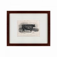 картина: a devon bull, 1849 в Москве