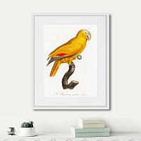 картина: beautiful parrots №1, 1872г. в Москве