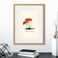 картина: botany illustration №5, 1836г. в Москве