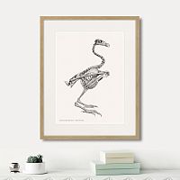 картина: sarcoramphus gryphus , 1867г. в Москве
