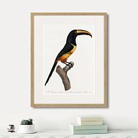 картина: beautiful toucans №4, 1806г. в Москве