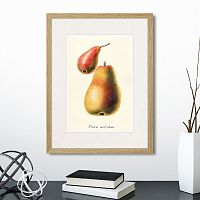 картина: botany illustration №16, 1836г. в Москве