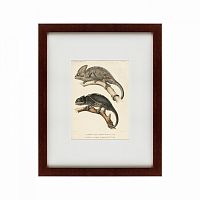картина: des reptiles, 1705 в Москве