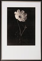 постер с паспарту в раме gentle sepia ver. 1 в Москве