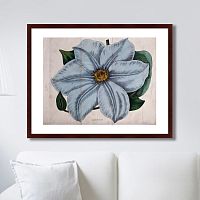 картина: exotic plants of the world №13, 1815г. в Москве