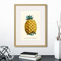 картина: botany illustration №17, 1836г. в Москве