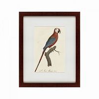 картина: ara macao (scarlet macaw), 1801 в Москве