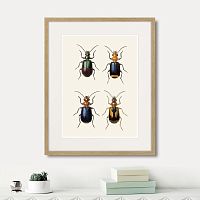 картина: assorted beetles №4, 1735г. в Москве