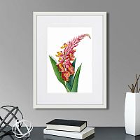 картина: caribian flora pink alpinia, 1740г. в Москве