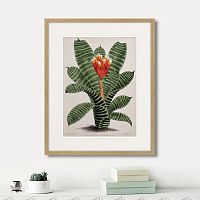 картина: exotic plants of the world №8, 1815г. в Москве