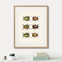 картина: assorted beetles №11, 1735г. в Москве