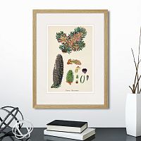картина: botany illustration №2, 1836г. в Москве