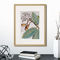 картина: exotic plants of the world №5, 1815 (i) в Москве