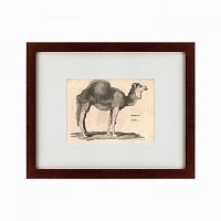 картина: arabian camel, 1809 в Москве