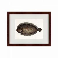 картина: sole fish, 1722 в Москве
