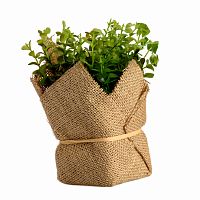 растение декоративное potted herb kolina в Москве