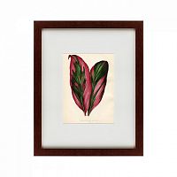 картина: botanical leaf dracaena, 1870 в Москве
