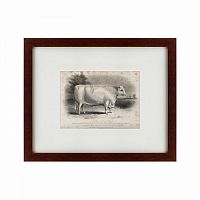 картина: a short horned bull, 1849 в Москве