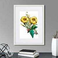 картина: caribian flora yellow allamanda, 1740г. в Москве
