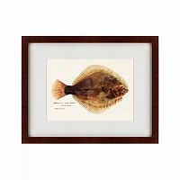 картина: southern pacific fish illustration, 1850 в Москве