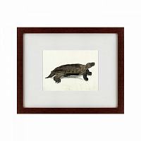 картина: a hand-painted illustration of an arakan forest turtle, 1872 в Москве